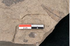 Foto (Detailansicht) von Quercus pseudolonchitis Ettingshausen (NHMW-GEO-2024-0188-7978)